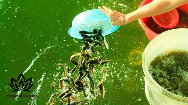 Những Điều Cần Tránh Khi Thực Hiện Nghi Thức Phóng Sanh