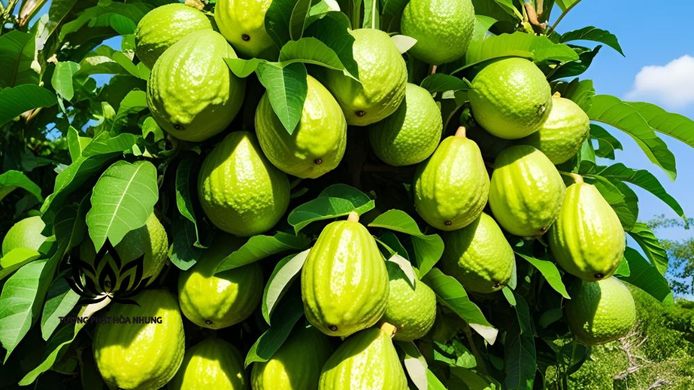 Mơ Thấy Cây Ổi Sai Quả Đánh Con Gì? Giải Mã Chi Tiết Nhất 1 mo-thay-cay-oi-sai-qua-co-y-nghia-gi