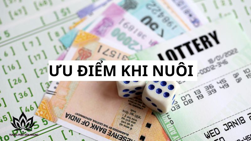 Nuôi Lô Kép Khung 5 Ngày – Bí Quyết Chốt Số Từ Cao Thủ 2 uu-diem-noi-bat-khi-nuoi-lo-kep-khung-5-ngay