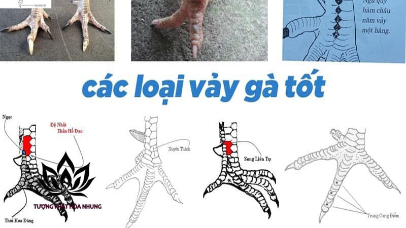 Tìm Hiểu Về Vảy Gà Ngũ Quỷ