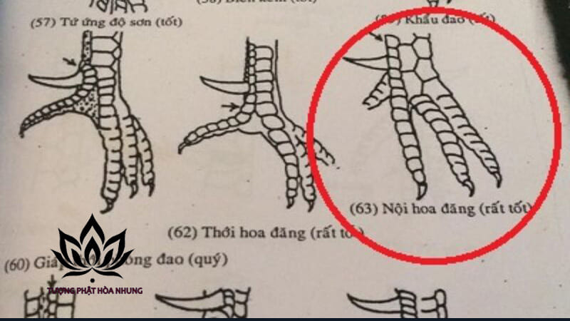Ý Nghĩa Phong Thủy và Tín Ngưỡng Của Vảy Gà Ngũ Quỷ