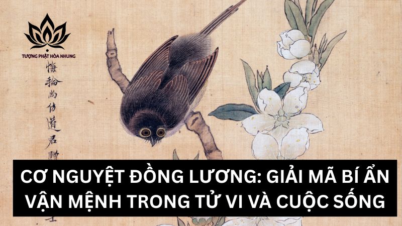 co-nguyet-dong-luong
