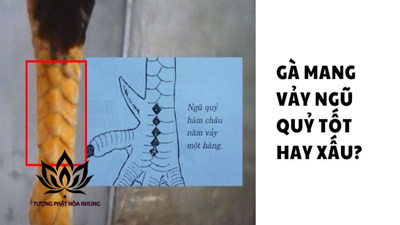 Hướng Dẫn Nuôi Dưỡng Và Chăm Sóc Gà Có Vảy Ngũ Quỷ