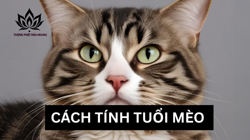 cach-xem-tuoi-meo
